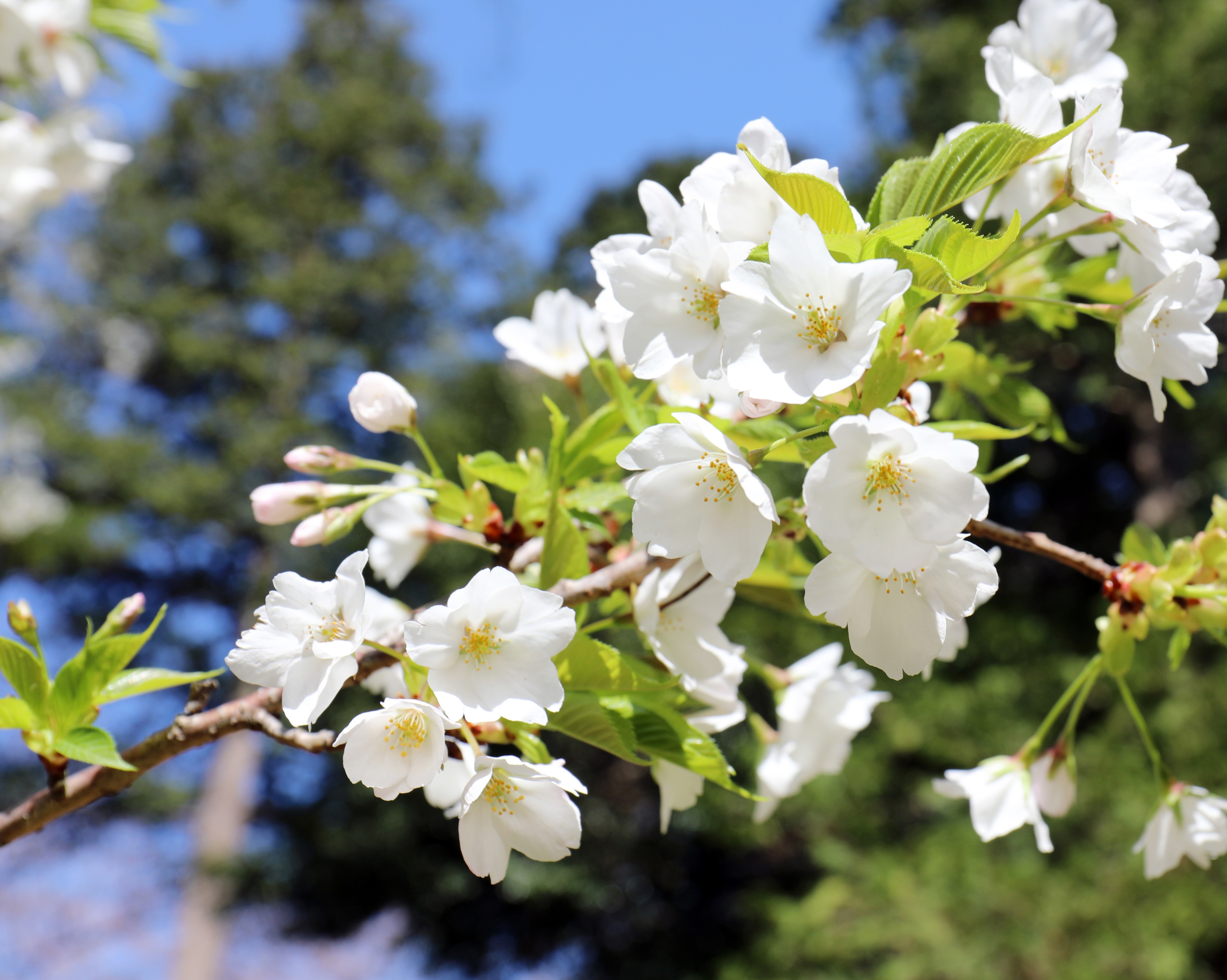 japanese cherry blossom leaves