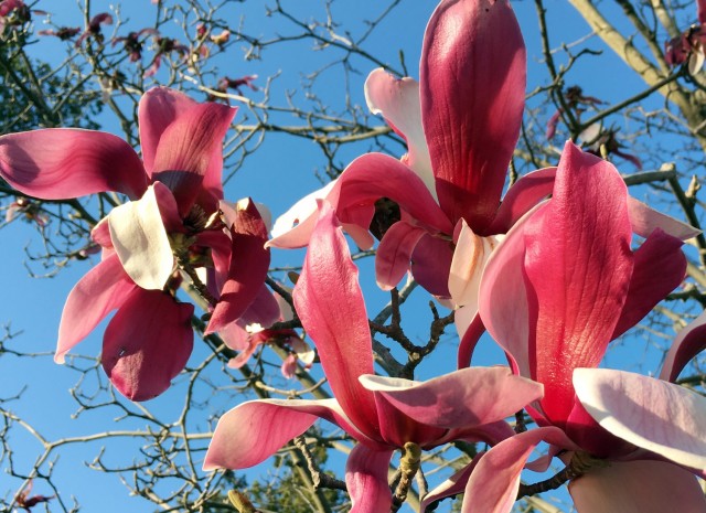 A magnolia tree with pink blossoms blooms at Sagamihara Family Housing Area, Japan, March 15.