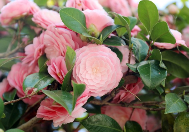 Japanese camellias bloom at Camp Zama, Japan, March 26.