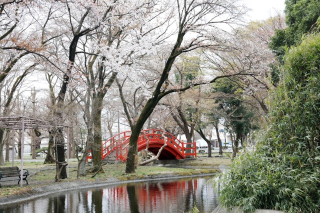 Cherry blossom trees bloom at Sagami General Depot, Japan, March 25.