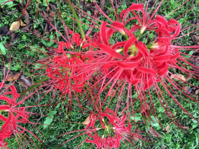 Red Spider Lilies bloom at Camp Zama, Japan, Sept. 29, 2020.