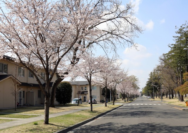 Cherry blossom trees bloom at Sagamihara Family Housing Area, Japan, March 26.