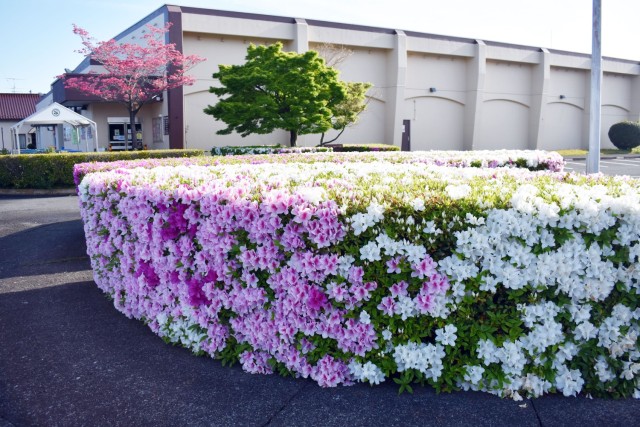 Azalea bushes bloom at Sagamihara Family Housing Area, April 22, 2020.