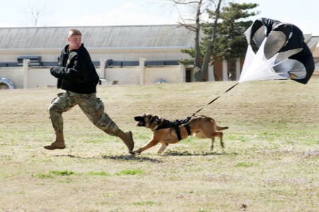 Working dog sale training near me