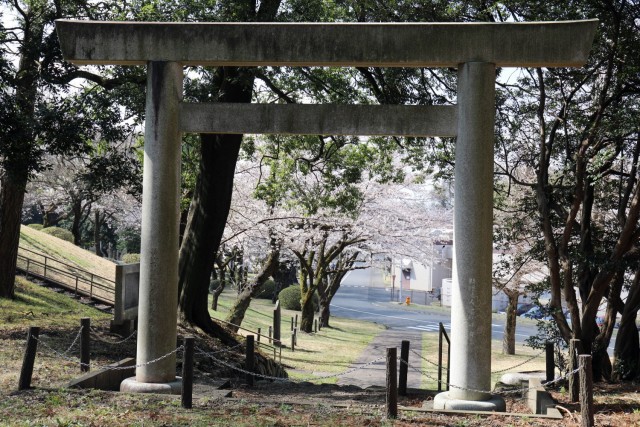 Cherry blossom trees bloom at Camp Zama, Japan, March 26.