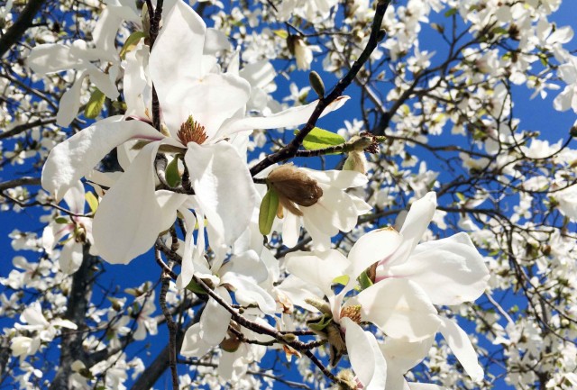 A magnolia tree with white blossoms blooms at Camp Zama, Japan, March 15.