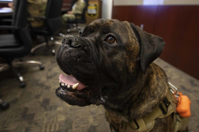 National Guard therapy dog awarded Alaska Commendation Medal