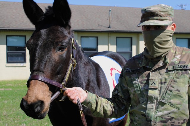 Sgt. Blackjack, 1st Theater Sustainment Command's mascot, attends safety training, April 2, 2021 at Fort Knox. His handler, Pfc. Roberto Ontiveros, religious affairs specialist, 1st TSC, holds Blackjack's lead. Soldiers posed with Blackjack during his appearance at the safety stand down.