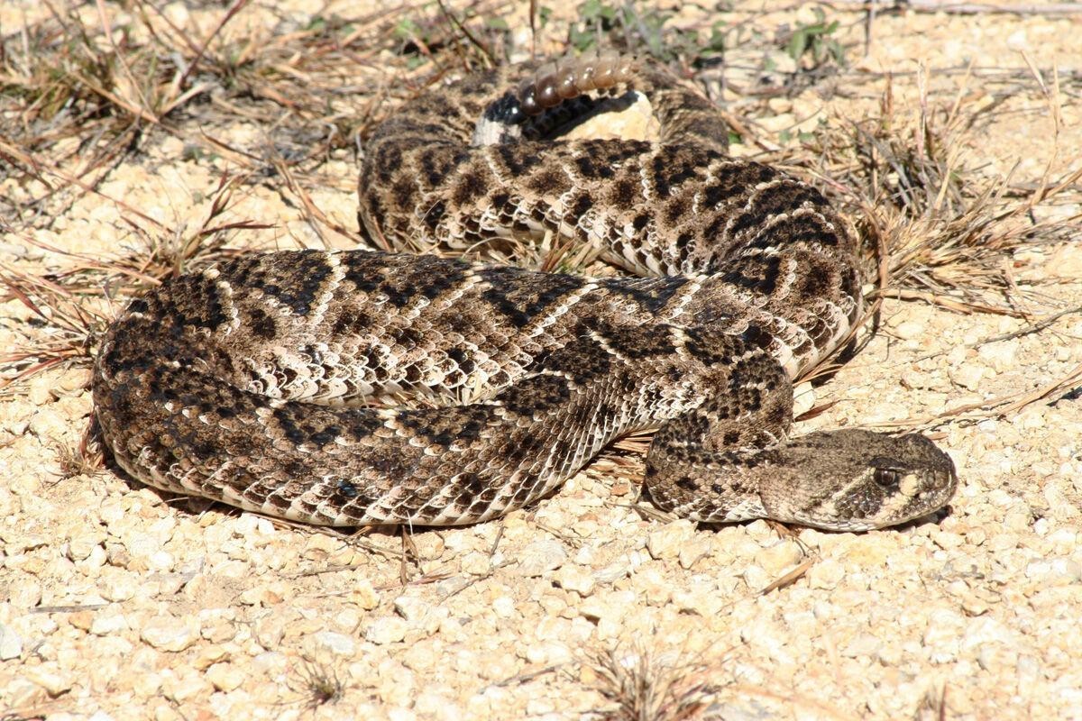 Snakes! Warmer temperatures bring out more than blooms | Article | The  United States Army
