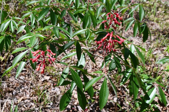 Red Buckeye