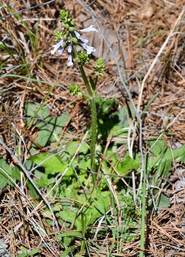 Lyre-Leaf Sage