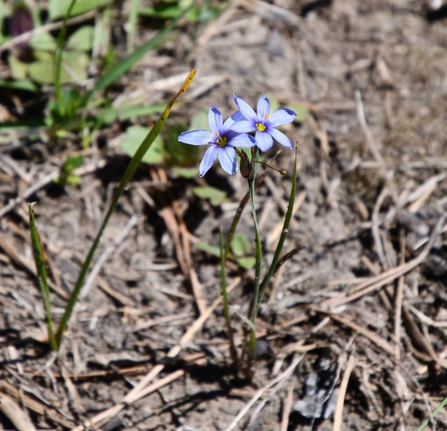 Narrow-Leaf Blue-Eyed Grass