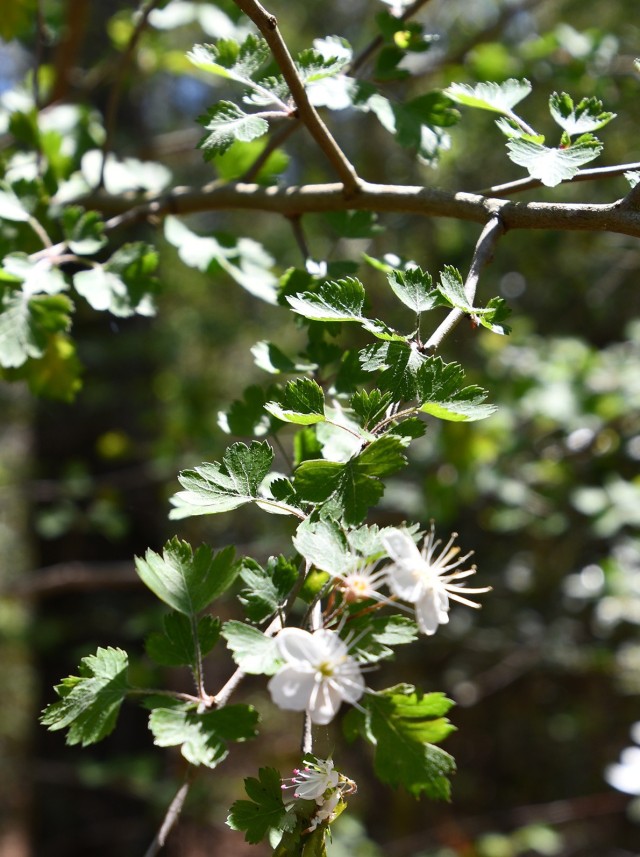 Parsley Hawthorne