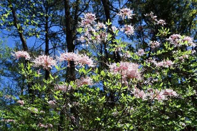 Native Azalea