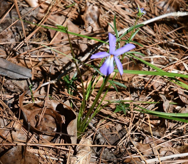Bird’s Foot Violet