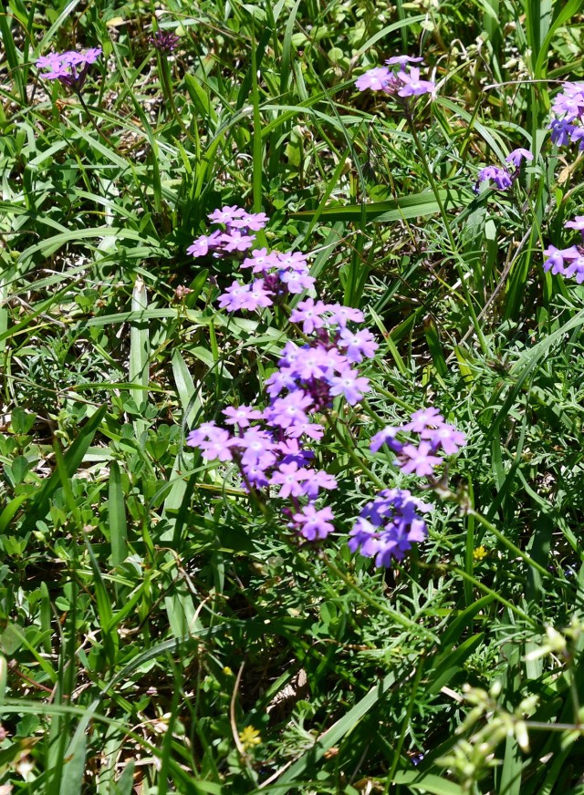 Prairie Verbena