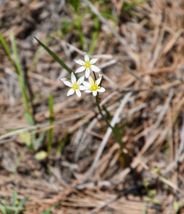 False Garlic