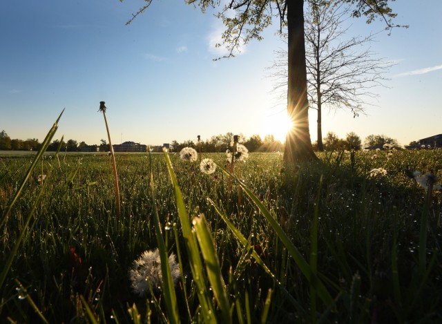 Tree allergy season is in full bloom at Fort Knox