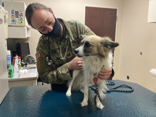 Captain Taylor Alton, an Army veterinarian at Fort Campbell Veterinary Center, examines Felix April 15. Before moving to a new duty station, Soldiers should have their pets vaccinated and microchipped. Additionally, overseas destinations have...