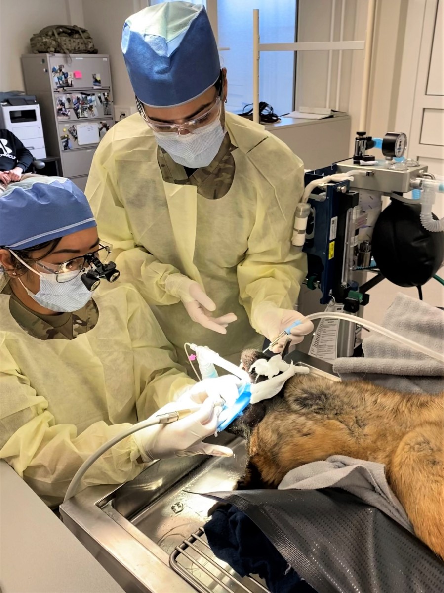 Army Dentist Roots Out Problem For Military Working Dog Article The 