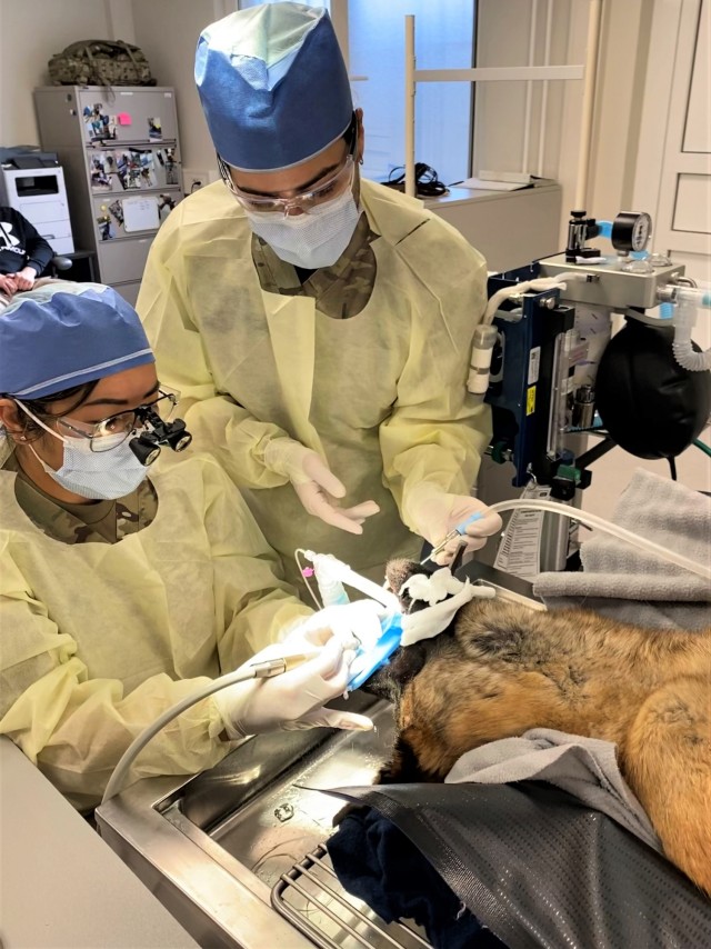 When you think of Army dental care, you naturally think of care for Soldiers. However, when a military working dog in Germany recently required repairs to a fractured tooth, Dental Health Activity Rhineland-Pfalz jumped at the chance to help out the furry four-legged patient.