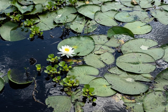 The impact of invasive aquatic plants like water hyacinth is devastating on native plants such as the water lily. The Water Hyacinth slowly encroaches on the lilies before succumbing to the water hyacinths aggressive nature.