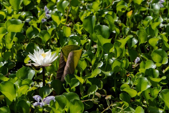 The impact of invasive aquatic plants like water hyacinth is devastating on native plants such as the water lily. The Water Hyacinths slowly encroachessuffocate on the fragrant white liliyes before succumbing to the water hyacinths aggressive nature.