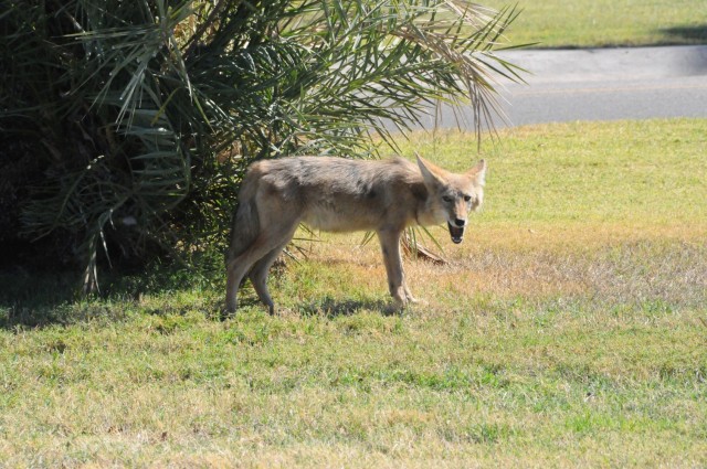 Coyotes are among the richly diverse wildlife found at U.S. Army Yuma Proving Ground (YPG), and are usually somewhat elusive....
