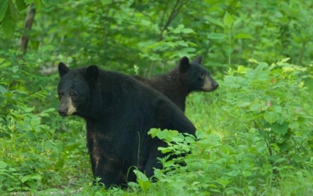 Black bears are becoming a sight more and more common on Missouri’s landscape. The Missouri Department of Conservation reminds Missourians to be “Bear Aware” and remove items from their property that attract bears, such as bird feeders,...