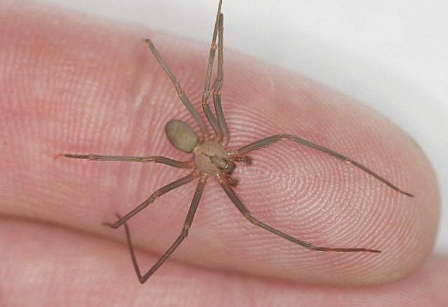Known as the fiddleback spider for its distinctive marking, the brown recluse spider is common indoors and out on Fort Sill, Oklahoma.