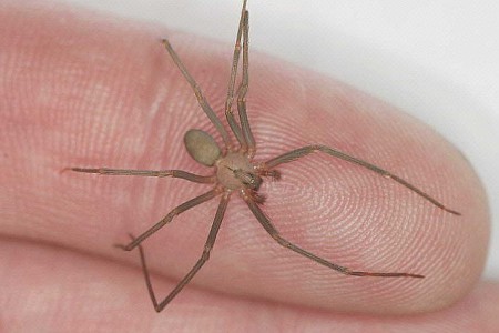How to Identify and Treat Recluse (Fiddleback) Spider Bites