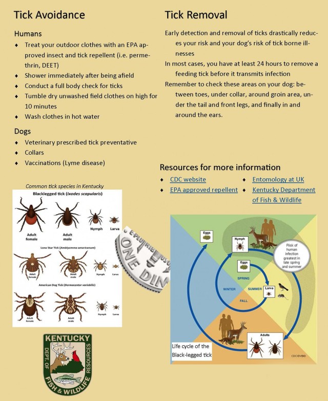 What to do to avoid ticks and their diseases