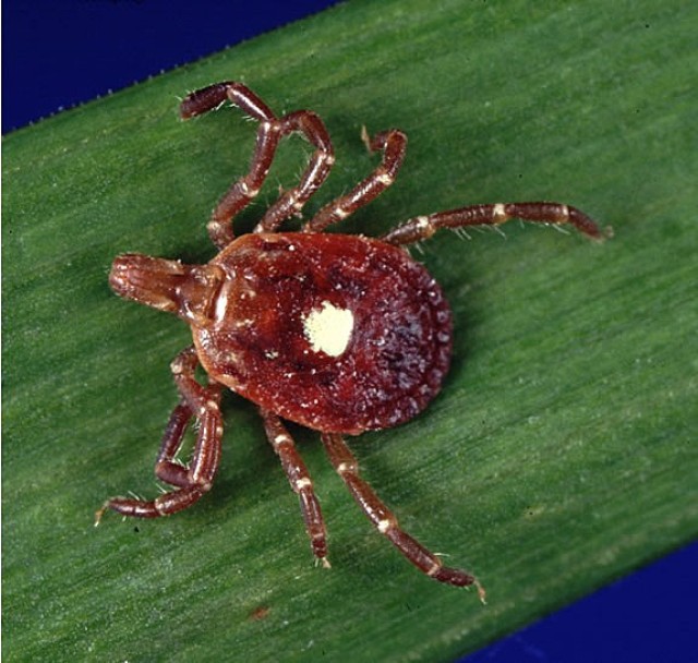What to do to avoid ticks and their diseases