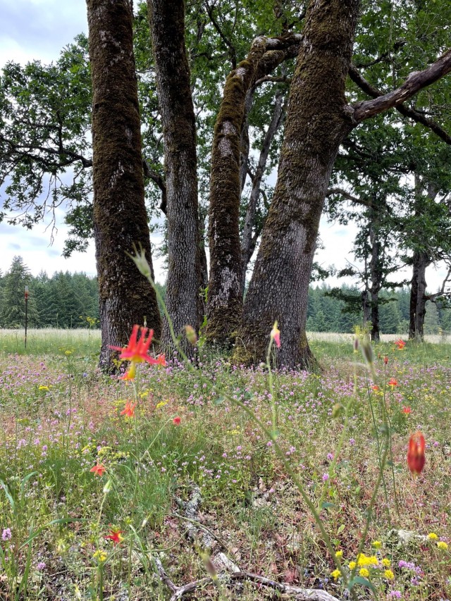 Oak savannah landscapes on JBLM