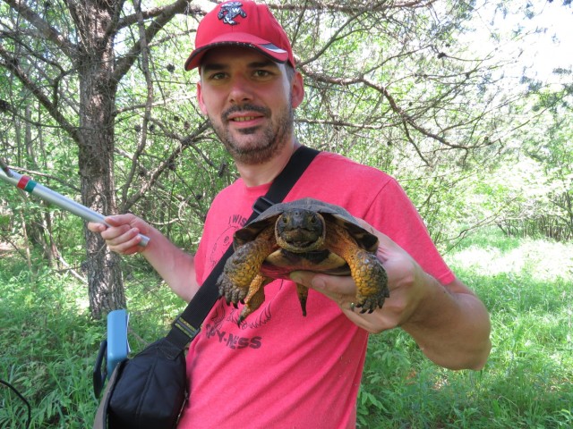 The wood turtle is one of eight species found on Fort McCoy that is currently undergoing a status review by the Fish and Wildlife Service for potential listing under the Endangered Species Act. Jessup Weichelt, Fort McCoy Endangered Species Biologist, holds a male wood turtle that he located using telemetry equipment. Telemetry monitoring provides information on home range, habitat utilization, and hibernation sites. With this data, Fort McCoy is now well positioned to draft a Biological Assessment should this species be listed. Photo taken 2 June 2021                  