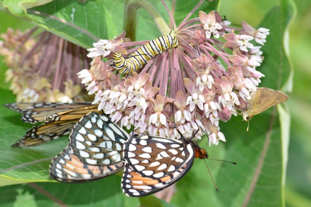 Three rare butterfly species, an Ottoe skipper, regal fritillary, and monarch butterfly, along with a monarch caterpillar, all attached to one common milkweed flower. Fort McCoy is home to one of the largest remaining populations of the regal...
