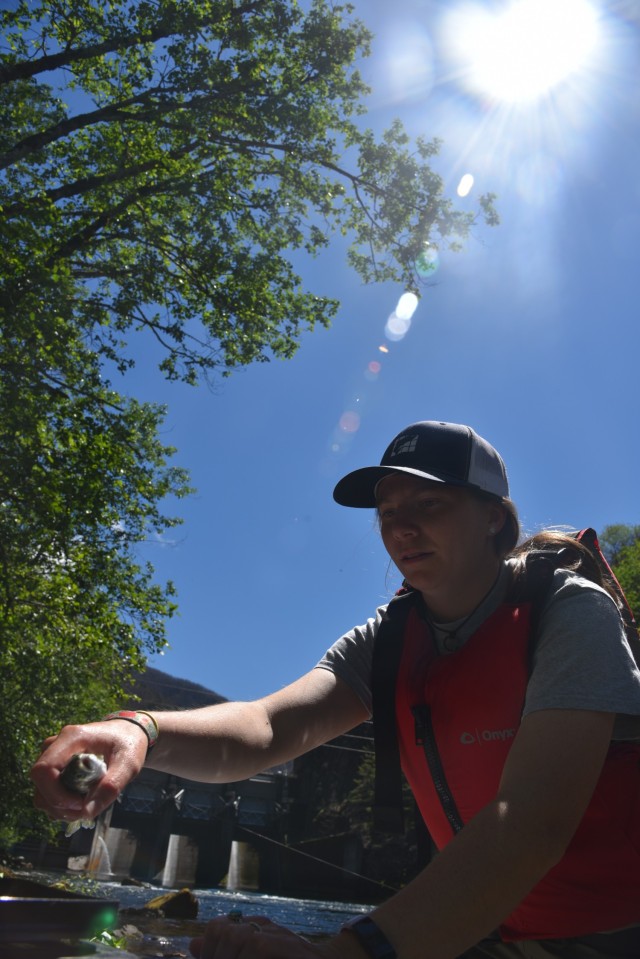 A contractor examines, categorizes, measures and then releases a salmonoid below Big Cliff Dam, east of Salem, Ore., May 28, 2021. Portland District, U.S. Army Corps of Engineers is using screw traps to measure downstream fish passage at Cougar,...