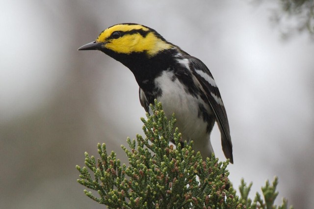 Golden-Cheeked Warbler