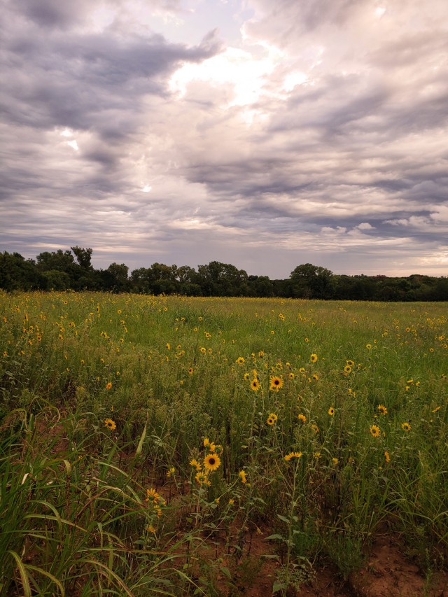 The Kaw Lake pollinator habitat this summer.