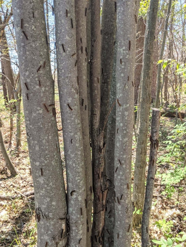 Gypsy moth caterpillars feed on the search for leaves on a group of young maple trees at Fort Drum. The gypsy moth caterpillar feeds mostly on oak trees, but it is known to invade a variety of trees – causing leaf damage and tree defoliation....