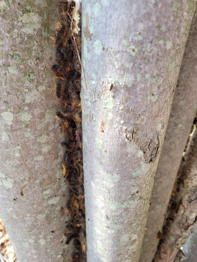 The gypsy moth caterpillars cocooning on a group of maple trees at Fort Drum. The gypsy moth caterpillar feeds mostly on oak trees, but it is known to invade a variety of trees – causing leaf damage and tree defoliation. (Photo by Mike Strasser, Fort Drum Garrison Public Affairs)