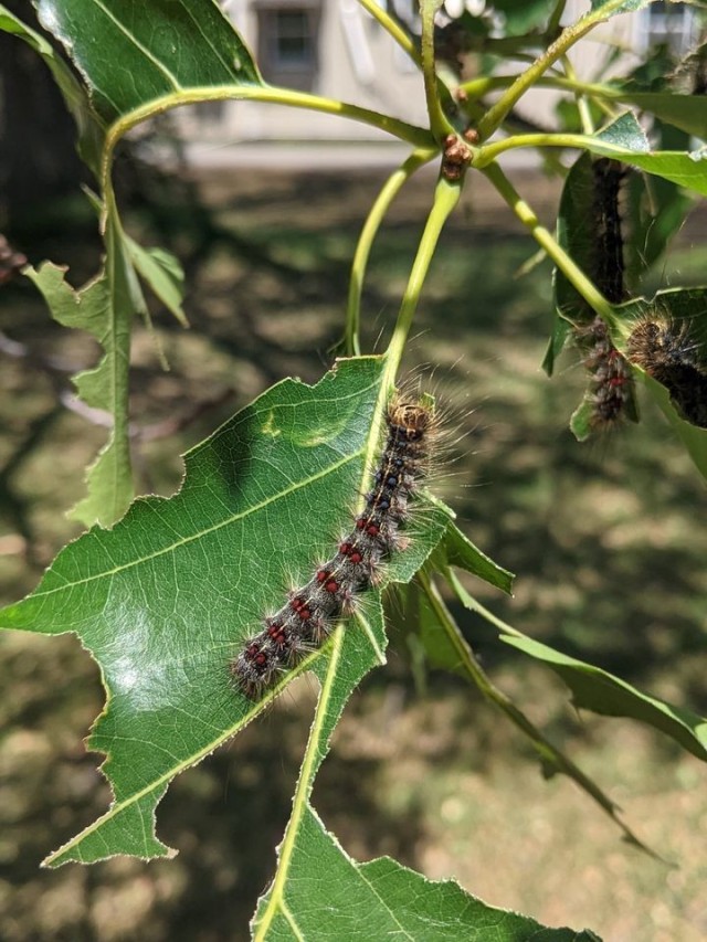 A gypsy moth caterpillar feeds on red oak leaves at Fort Drum. (Photo by Amy Stiefel, Fort Drum Natural Resources Branch)