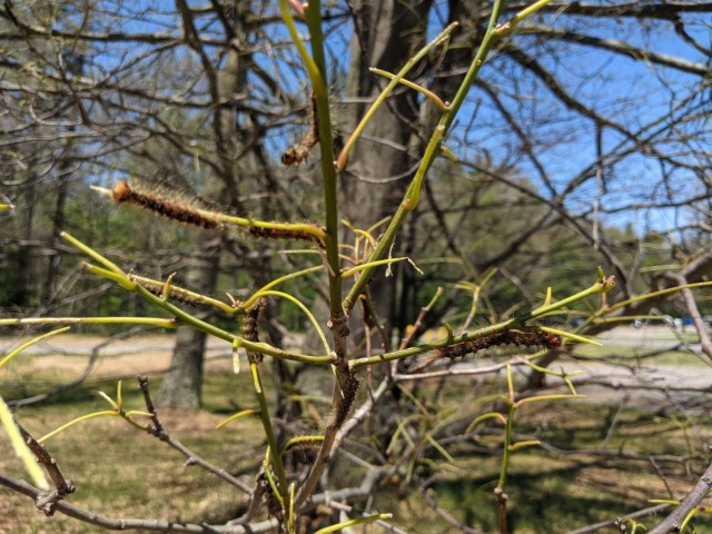 The defoliated branches of an oak tree are the results of a gypsy moth infestation that is affecting forestry across New York state. At Fort Drum, roughly 1,000 acres has been affected on post so far, with the infestation focused primarily in and around the cantonment area. (Photo by Amy Stiefel, Fort Drum Natural Resources Branch)