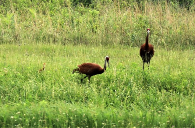 Sandhill cranes and their young are shown June 11, 2021, on the cantonment area at Fort McCoy, Wis. The sandhill crane (Antigone canadensis) is a species of large crane of North America and extreme northeastern Siberia. The common name of this...