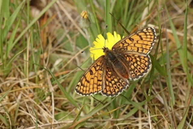 A Glanville fritillary, a type of butterfly, perches atop a flower in this undated photo from 2020 at Army Prepositioned Stock Site Zutendaal, Belgium. (U.S. Army photo courtesy of the Environmental Division, Directorate of Public Works, USAG Benelux)