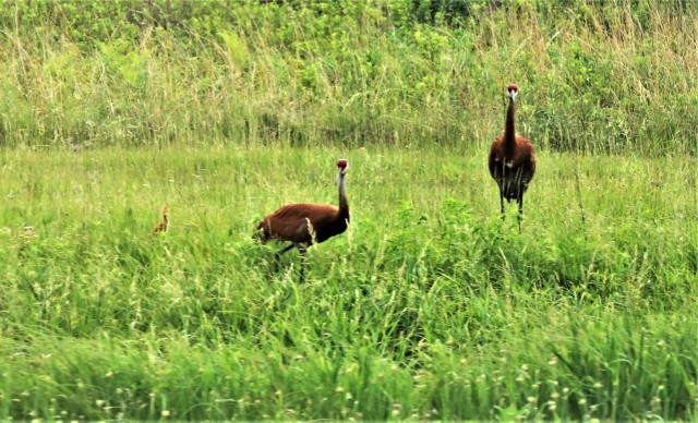 Sandhill cranes and their young are shown June 11, 2021, on the cantonment area at Fort McCoy, Wis. The sandhill crane (Antigone canadensis) is a species of large crane of North America and extreme northeastern Siberia. The common name of this...