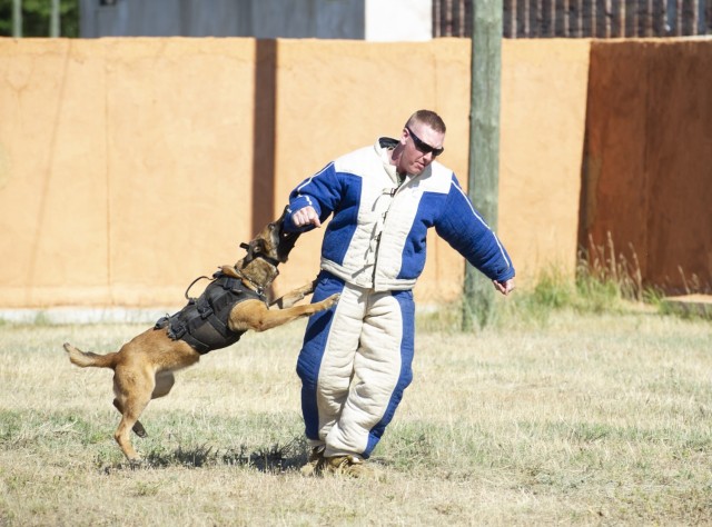 Chase, a law enforcement dog with the Nebraska state troopers, engages a fleeing suspect during a simulated prisoner transfer June 16, 2021, as part of the National Guard Patriot '21 exercise at Fort McCoy, Wis. Multiple Air Force security forces...