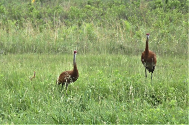 Sandhill cranes and their young are shown June 11, 2021, on the cantonment area at Fort McCoy, Wis. The sandhill crane (Antigone canadensis) is a species of large crane of North America and extreme northeastern Siberia. The common name of this...