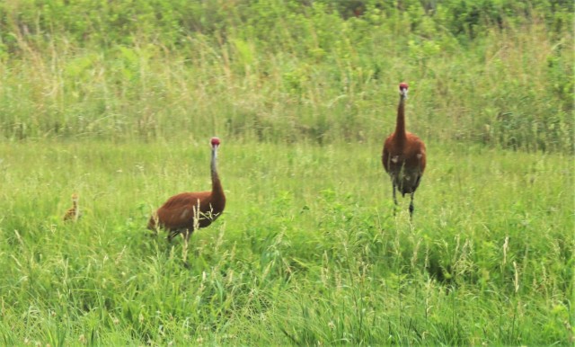 Sandhill cranes and their young are shown June 11, 2021, on the cantonment area at Fort McCoy, Wis. The sandhill crane (Antigone canadensis) is a species of large crane of North America and extreme northeastern Siberia. The common name of this...