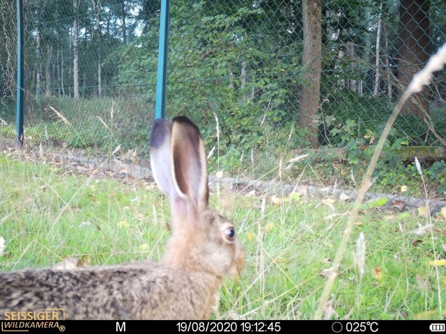 A rabbit appears on camera near one of the U.S. Army Garrison Benelux's Army prepositioned stock sites. (U.S. Army photo courtesy of the Environmental Division, Directorate of Public Work, USAG Benelux Public Affairs)